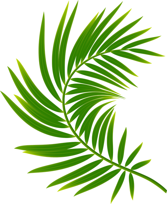 Palm Leaf. Exotic Tropical Leaf for Summer Jungle Design.